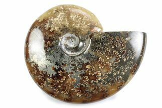 Polished Ammonite (Cleoniceras) Fossil - Madagascar #364943