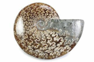 Polished Ammonite (Cleoniceras) Fossil - Madagascar #364944