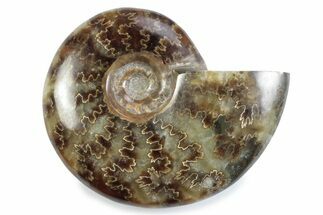 Polished Ammonite (Cleoniceras) Fossil - Madagascar #364950