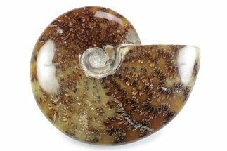 Polished Ammonite (Cleoniceras) Fossil - Madagascar #364956