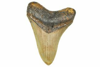 Serrated, Fossil Megalodon Tooth - North Carolina #364981