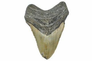 Fossil Megalodon Tooth - North Carolina #364998