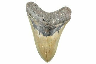 Fossil Megalodon Tooth - North Carolina #365005