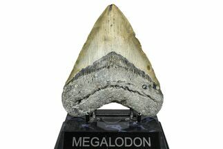 Fossil Megalodon Tooth - North Carolina #365006