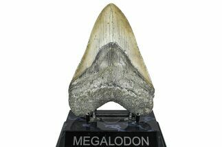 Fossil Megalodon Tooth - North Carolina #365010