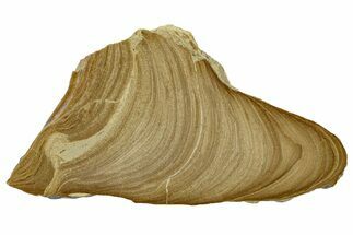 Polished Devonian Domal Stromatolite Slab - Russia #365088