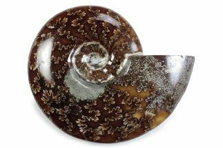 Polished Ammonite (Cleoniceras) Fossil - Madagascar #365024