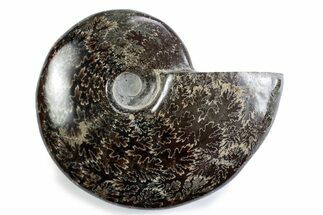 Polished Ammonite (Cleoniceras) Fossil - Madagascar #365043