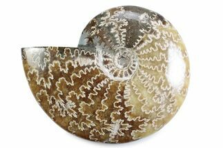 Polished Ammonite (Cleoniceras) Fossil - Madagascar #365048