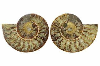 Cut & Polished Crystal-Filled Ammonite Fossil - Madagascar #364915