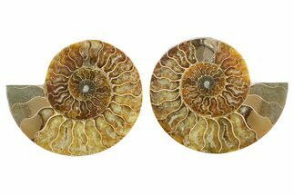 Cut & Polished Ammonite Fossil - Madagascar #364916