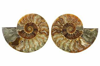 Cut & Polished Crystal-Filled Ammonite Fossil - Madagascar #364918