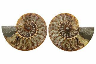 Cut & Polished Crystal-Filled Ammonite Fossil - Madagascar #364919