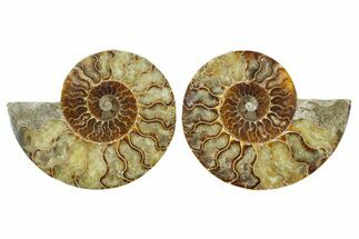 Cut & Polished Crystal-Filled Ammonite Fossil - Madagascar #364921