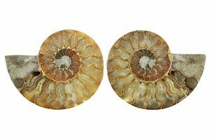 2 1/2 Inch Desmoceras Ammonite (#4398) For Sale - FossilEra.com