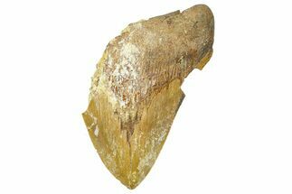 Partial Fossil Megalodon Tooth From Morocco - Rare Location #365224