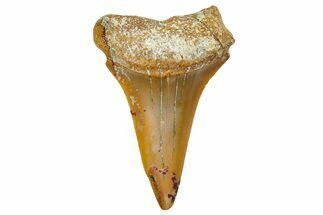 Fossil White Shark Tooth - Dakhla, Morocco #365248