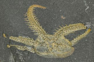 Ordovician Brittle Star (Ophiura) - Morocco #365261