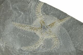 Ordovician Brittle Star (Ophiura) - Morocco #365266