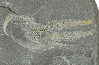 Ordovician Brittle Star (Ophiura) - Morocco #365273