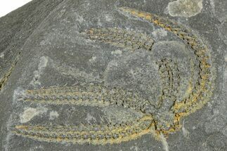 Ordovician Brittle Star (Ophiura) - Morocco #365276