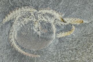 Ordovician Brittle Star (Ophiura) - Morocco #365278