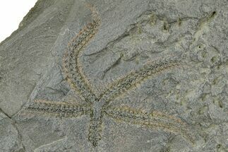 Ordovician Brittle Star (Ophiura) - Morocco #365281