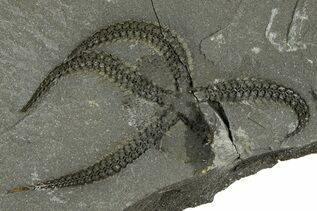 Buy Starfish & Brittle Stars