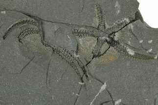Ordovician Brittle Star (Ophiura) - Morocco #365290