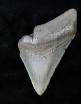 Partial Serrated Megalodon Tooth - Florida #19298
