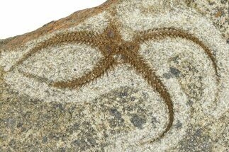 Ordovician Brittle Star (Ophiura) - Morocco #365292