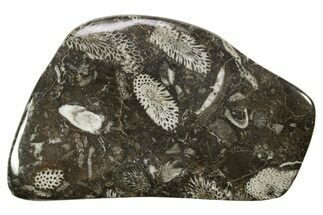 Polished Devonian Fossil Coral and Bryozoan Plate - Morocco #365155