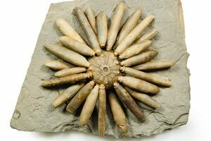 Cretaceous, Sea Urchin (Goniopygus) Fossils - Morocco For Sale