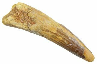 Fossil Spinosaurus Tooth - Real Dinosaur Tooth #363503