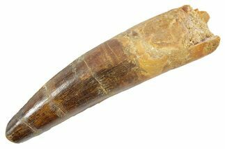 Fossil Spinosaurus Tooth - Real Dinosaur Tooth #363507