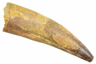 Fossil Spinosaurus Tooth - Real Dinosaur Tooth #363510