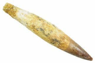 Fossil Juvenile Spinosaurus Tooth - Complete Root! #363514