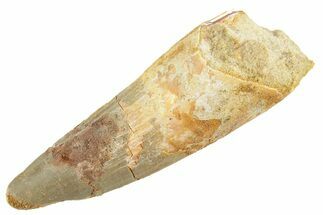 Fossil Spinosaurus Tooth - Real Dinosaur Tooth #363528