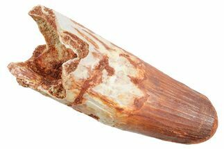 Robust, Fossil Spinosaurus Tooth - Feeding Worn Tip #363530