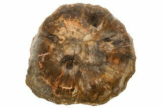 Polished Petrified Wood (Araucaria) Round - Madagascar #365295