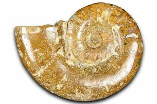 Jurassic Ammonite (Euaspidoceras) Fossil - Madagascar #365335