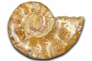 Jurassic Ammonite (Euaspidoceras) Fossil - Madagascar #365336