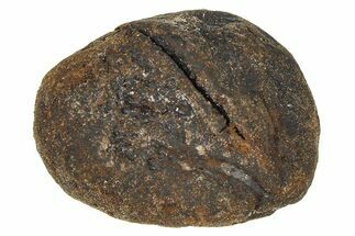 Pliocene Fossil Hickory Tree (Carya) Nut - France #365367