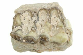 Fossil Horse (Mesohippus) Jaw Section - South Dakota #365172