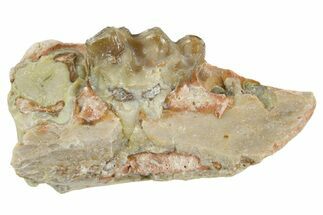 Fossil Horse (Mesohippus) Jaw Section - South Dakota #365223