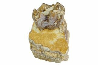 Fossil Horse (Mesohippus) Jaw Section - South Dakota #365236