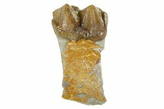 Fossil Horse (Mesohippus) Jaw Section - South Dakota #365255
