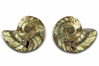 Jurassic Cut & Polished Nautilus (Cymatoceras) Fossil -Madagascar #365512