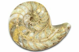 Cut & Polished Jurassic Nautilus Fossil (Half) - Madagascar #365521