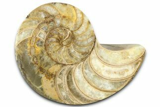 Cut & Polished Jurassic Nautilus Fossil (Half) - Madagascar #365530